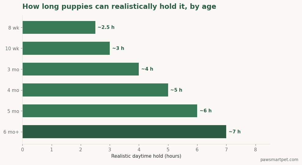 Bar chart of how many hours puppies can hold their bladder by age, from about 2.5 hours at 8 weeks to 7 hours at 6 months and older